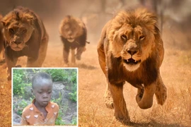 Khó tin bé trai sống sót thần kỳ khi bị 40 con sư tử bao vây 