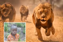 Khó tin bé trai sống sót thần kỳ khi bị 40 con sư tử bao vây 