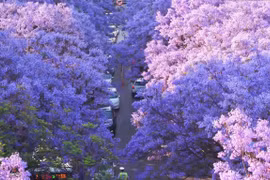 Hoa phượng tím ở Côn Minh hút du khách