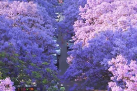 Hoa phượng tím ở Côn Minh hút du khách