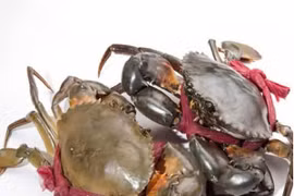 Giá cua Cà Mau vượt mốc 1,1 triệu đồng/kg 