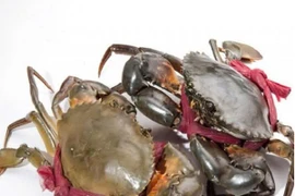 Giá cua Cà Mau vượt mốc 1,1 triệu đồng/kg 