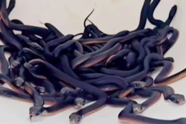 Đi dạo sân sau, phát hiện 102 con rắn độc ẩn nấp cạnh nhà 