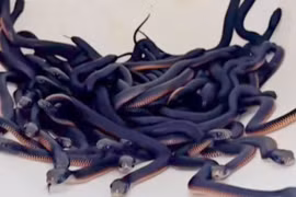 Đi dạo sân sau, phát hiện 102 con rắn độc ẩn nấp cạnh nhà 