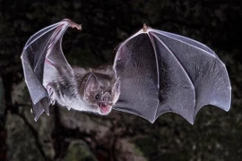 Quái xế trong thế giới động vật bay 400km trong đêm, lướt qua cả bão 