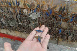 CSGT “ngăn chặn” nguy hiểm giúp người dân về quê đón Tết an toàn