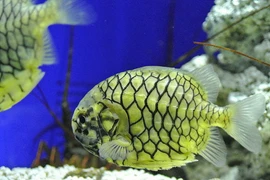 Tận mục loài cá siêu dị, được mệnh danh "xe bọc thép" giữa biển khơi