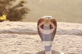 Những bí mật chưa từng biết về loài rắn