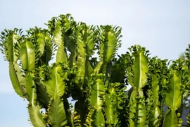 Thú vị loài cây mọng nước kỳ lạ nhất thế giới