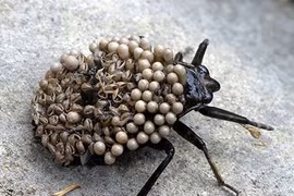 Loạt côn trùng kỳ lạ nhất hành tinh