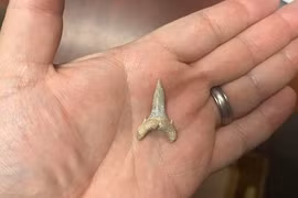 Lộ diện "sát thủ số 1 đại dương" 65 triệu năm trước