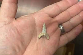 Lộ diện "sát thủ số 1 đại dương" 65 triệu năm trước