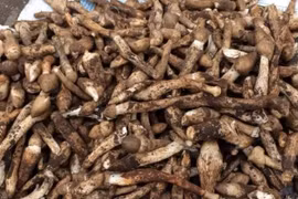 Loại nấm cực đắt đỏ, chỉ xuất hiện vào mùa mưa 