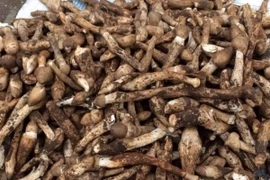 Loại nấm cực đắt đỏ, chỉ xuất hiện vào mùa mưa 