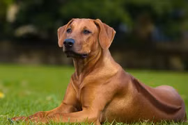 Loài chó hung dữ bậc nhất thế giới, săn được cả sư tử