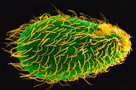 Sinh vật kỳ dị có tới 7 giới tính