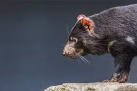 Tiếng kêu gây ám ảnh của loài thú sát thủ "hồi sinh" sau 3.000 năm