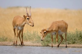 Loài linh dương có vòi duy nhất trên thế giới