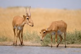 Loài linh dương có vòi duy nhất trên thế giới