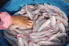 Loại cá xưa lợn ăn nay thành "đặc sản" hiếm có giá cả triệu đồng/kg