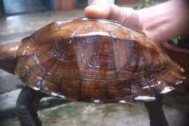 Cá thể rùa Sa Nhân quý hiếm vừa được thả về tự nhiên