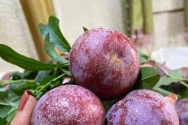 Mận đầu mùa giá cao tới 300.000 đồng/kg, khách không tiếc tiền mua