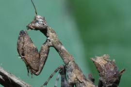 Loạt ảnh ấn tượng về các loài côn trùng kỳ lạ của Việt Nam