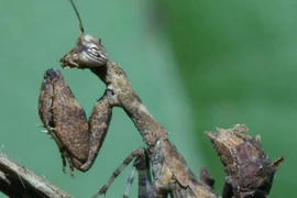 Loạt ảnh ấn tượng về các loài côn trùng kỳ lạ của Việt Nam