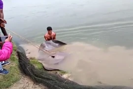 Giăng lưới bắt cá, ai ngờ đụng trúng "quái vật" dài hơn 2 mét