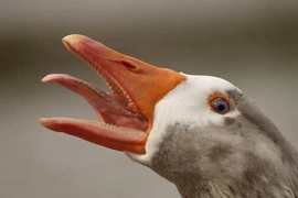 Bất ngờ loài động vật sở hữu "vũ khí" khiến rắn khiếp sợ