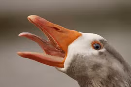 Bất ngờ loài động vật sở hữu "vũ khí" khiến rắn khiếp sợ