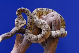 Sinh vật cực độc chỉ xuất hiện ở Việt Nam