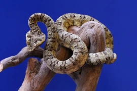 Sinh vật cực độc chỉ xuất hiện ở Việt Nam