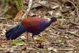 Sinh vật tuyệt tích 140 năm bất ngờ tái sinh kỳ diệu 