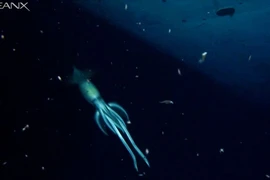 8 loài quái vật biển sâu cực "dị"