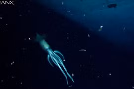 8 loài quái vật biển sâu cực "dị"