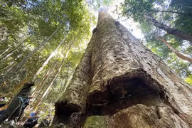 Ngắm cây sao cát ngàn năm tuổi ở Kon Tum 