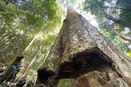 Ngắm cây sao cát ngàn năm tuổi ở Kon Tum 