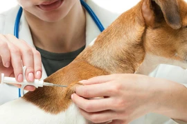 Trên 90% chó, mèo ở TP HCM đã được tiêm phòng bệnh dại