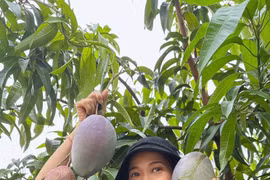 Khu vườn 10.000m2 ngập tràn hoa thơm trái ngọt của Mỹ Lệ 