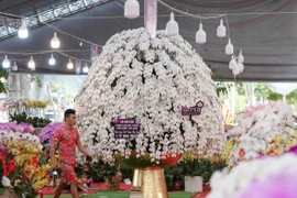 Chiêm ngưỡng chậu lan hồ điệp khổng lồ, giá gần 2 tỷ đồng