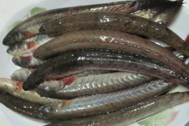 Loại cá xưa "rẻ như cho", nay thành đặc sản giá đến nửa triệu/kg 