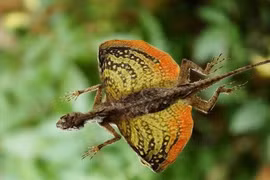 Loạt động vật kỳ dị tại Việt Nam