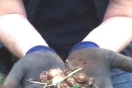 Tìm nhẫn cưới bị rơi, vỡ òa thấy kho báu "khủng"