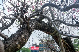 Chiêm ngưỡng cây đào thế đặc biệt, giá thuê tới 100 triệu ở Hà Nội