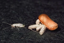 Những "ông bố" tuyệt vời nhất giới động vật