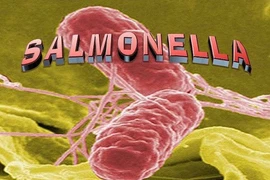Vụ ngộ độc cơm gà ở Nha Trang: Vi khuẩn Salmonella nguy hiểm thế nào?