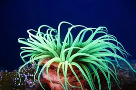 Sinh vật vô cùng kỳ dị "nửa giống thực vật, nửa giống động vật" dưới biển