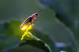 Kỳ lạ những loài động vật có thể phát sáng để tỏ ra nguy hiểm