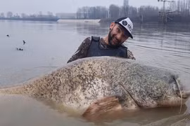 Câu cá trên sông, lạnh gáy đụng trúng "quái ngư" khổng lồ dài 2,68 mét 